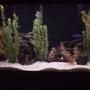 fish tank picture - malawi