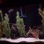 fish tank picture - malawi