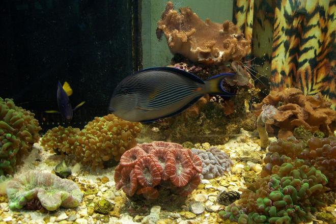 saltwater fish - acanthurus lineatus - clown tang stocking in 90 gallons tank - tank for sale