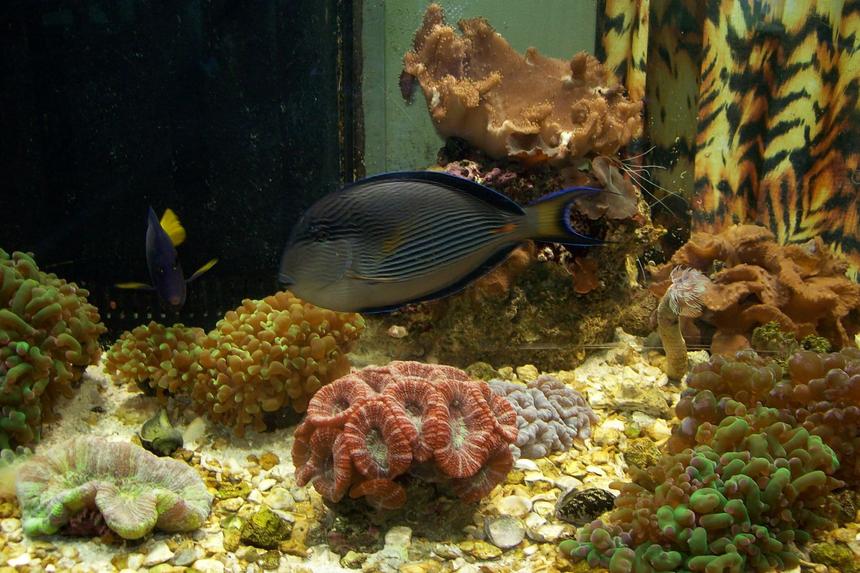 Rated #34: Saltwater Fish - Acanthurus Lineatus - Clown Tang Stocking In 90 Gallons Tank - tank for sale