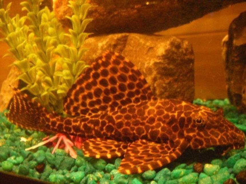 Rated #65: Freshwater Fish - Glyptoperichthys Gibbiceps - Sailfin Pleco (l-83) Stocking In 55 Gallons Tank - This is Marvin my Sailfin Pleco. This is an old picture of him. His top fin stands much higher now but he shows his most beautiful colours when eating and he only eats at night and some times he gets stubborn. 

He is an amazing gentle fish.
 
I am pretty sure he is a Sailfin. When I got him he was listed under common but when the pet workers gave him to me they said he was under the wrong listings and is acutely worth more then I payed. 

So if anybody has a better idea of what he is, let me know!