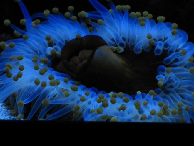 corals inverts - epicystis crucifer - rock flower anemone stocking in 210 gallons tank - Anemone