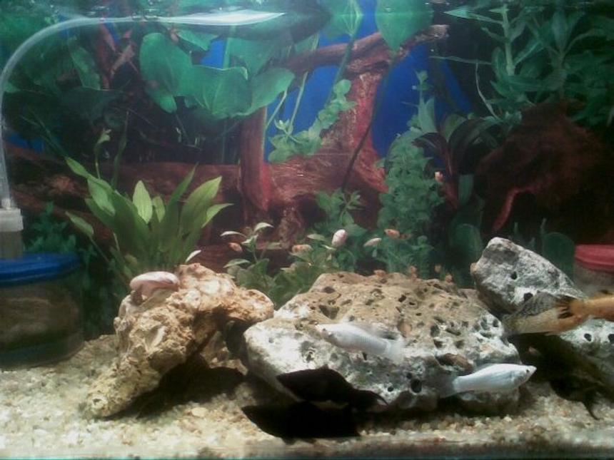 Rated #284: Freshwater Fish - Melanochromis Cyaneorhabdos - Maingano Cichlid Stocking In 15 Gallons Tank - i make my aquarium from my own ideas