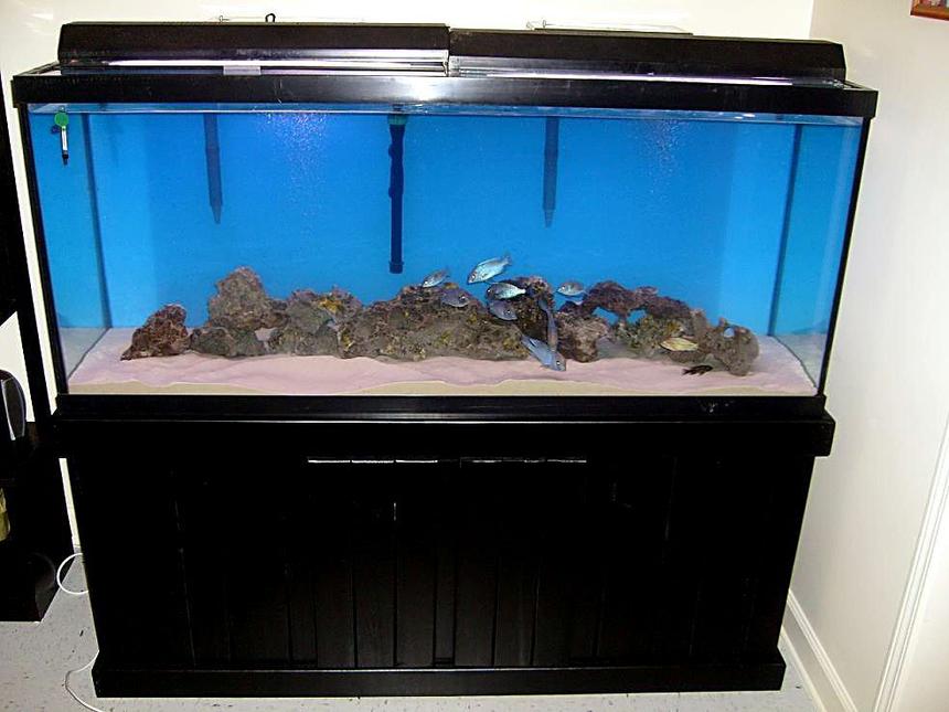Rated #3591: 120 Gallons Freshwater Fish Tank - 120 tall, with malawis