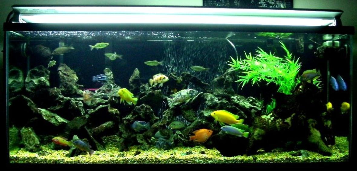 100 gallons freshwater fish tank (mostly fish and non-living decorations) - My 100 Gal Cichlid Tank