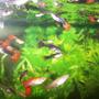 freshwater fish - poecilia reticulata - blue delta guppy - Kate's Guppy Tank