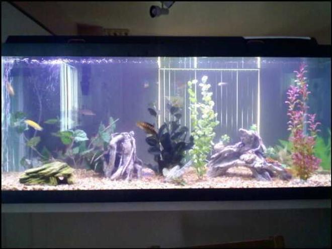 75 gallons freshwater fish tank (mostly fish and non-living decorations) - Freshwater on bar between dining room and kitchen.