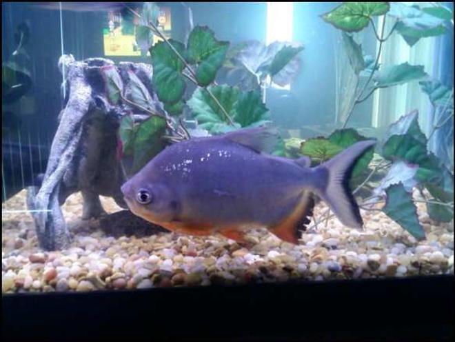 freshwater fish - piaractus brachypomum - red belly pacu stocking in 75 gallons tank - Pacu