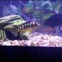 freshwater fish - pseudotropheus crabro - bumblebee cichlid stocking in 75 gallons tank - Bumblebee