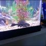 freshwater fish - glyptoperichthys gibbiceps - sailfin pleco (l-83) stocking in 75 gallons tank - Pleco