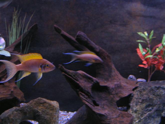 freshwater fish - neolamprologus brichardi - brichardi cichlid stocking in 72 gallons tank - Bredding Pair