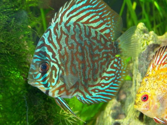 freshwater fish - blue turquoise discus stocking in 300 gallons tank - blue turq discus