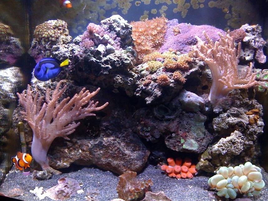 Rated #68: 24 Gallons Reef Tank - Here's a front shot of my 24 gallon nano cube