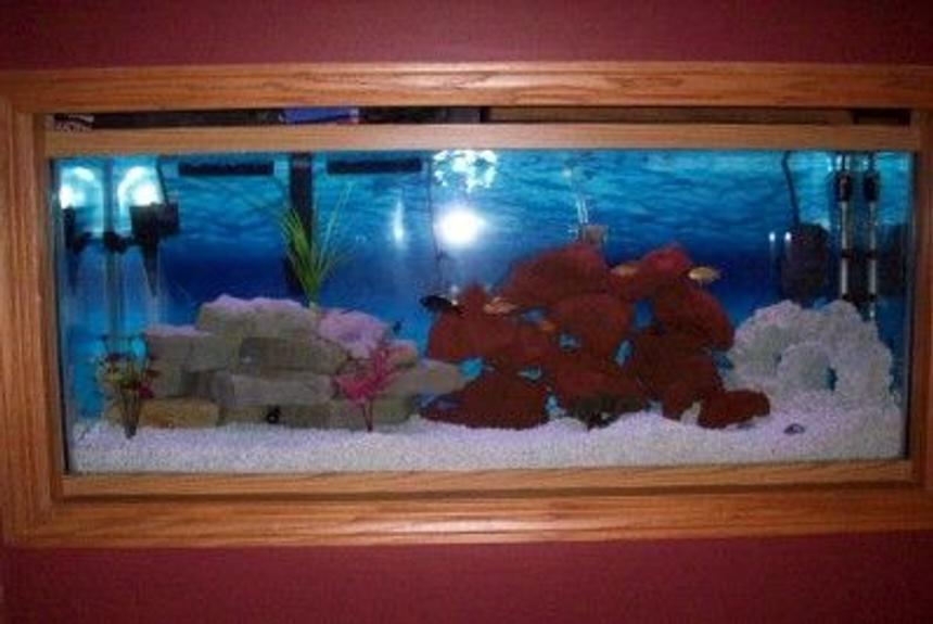Rated #2349: 55 Gallons Freshwater Fish Tank - My 55 gal in wall cichlid tank