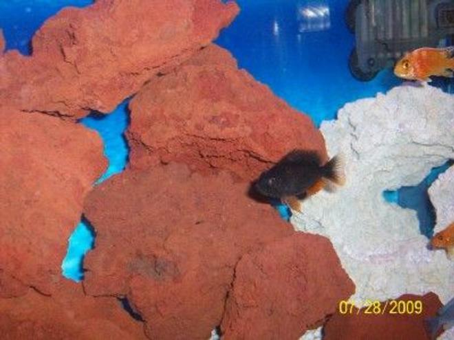 freshwater fish - copadichromis borleyi - yellowfin borleyi cichlid stocking in 55 gallons tank - Borleyi and peacock