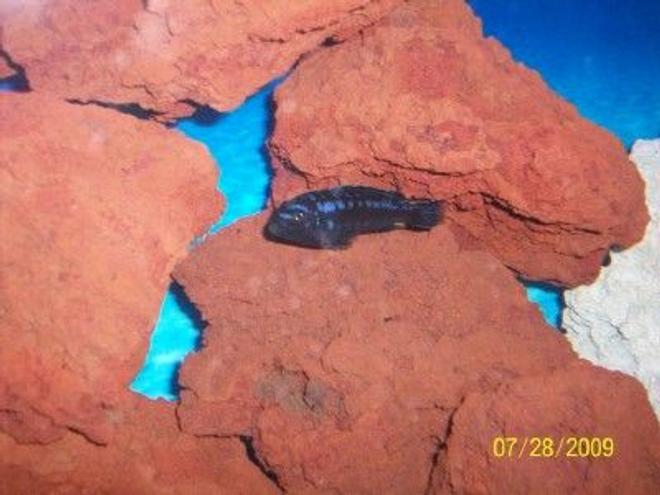 freshwater fish - melanochromis johannii - johanni cichlid stocking in 55 gallons tank - Blue Johanni King of the tank