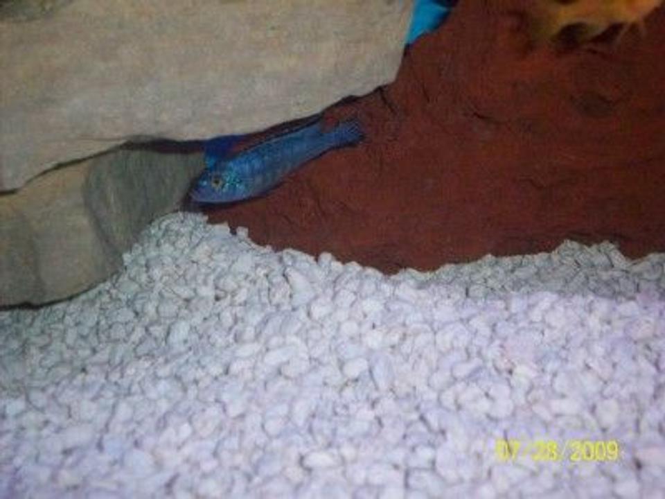 freshwater fish - pseudotropheus elongatus - elongate mbuna stocking in 55 gallons tank - Pseudotropheus Elogatus