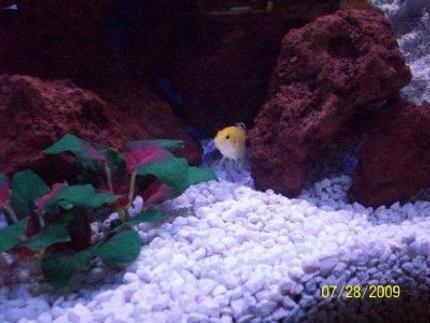 freshwater fish - labidochromis caeruleus - electric yellow cichlid stocking in 55 gallons tank - Yellow in the rocks