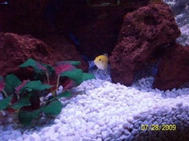 freshwater fish - labidochromis caeruleus - electric yellow cichlid stocking in 55 gallons tank - Yellow in the rocks