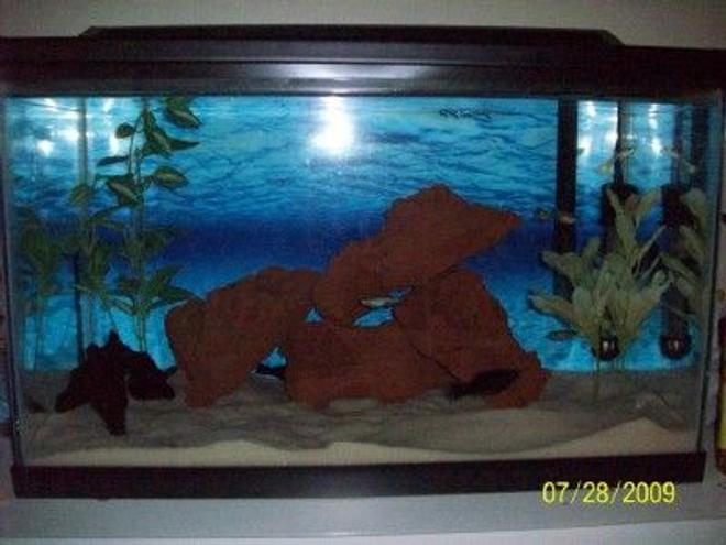 55 gallons freshwater fish tank (mostly fish and non-living decorations) - My sons 10 gal.