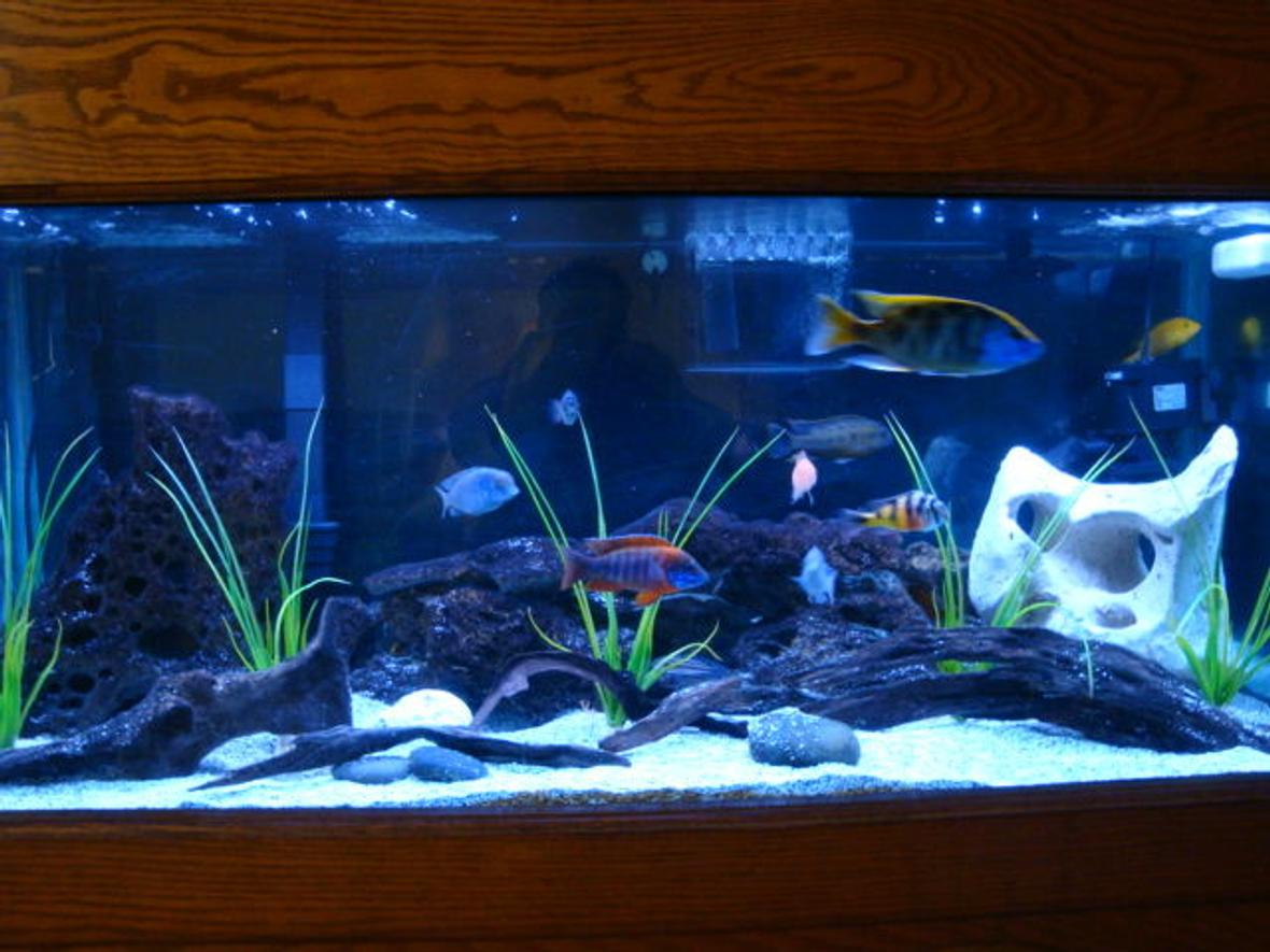 75 gallons freshwater fish tank (mostly fish and non-living decorations) - 75 gallon african cichlid tank.