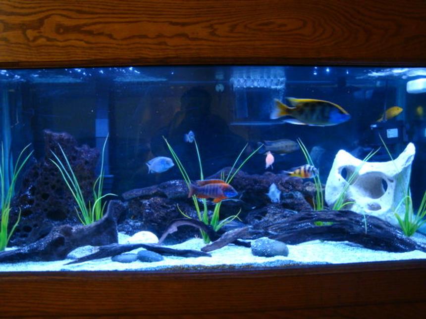 Rated #54: 75 Gallons Freshwater Fish Tank - 75 gallon african cichlid tank.