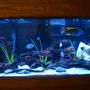 75 gallons freshwater fish tank (mostly fish and non-living decorations) - 75 gallon african cichlid tank.