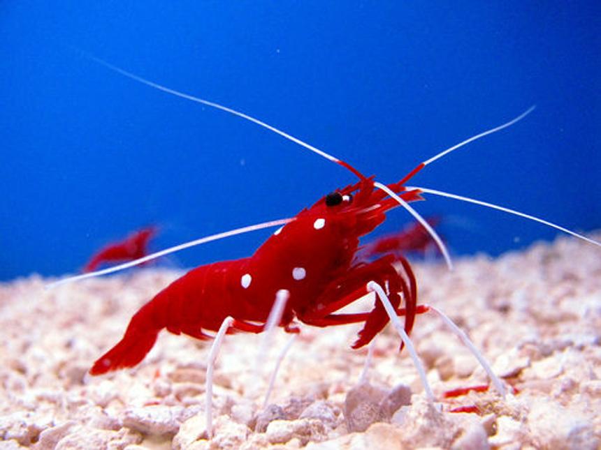 Rated #4: Corals Inverts - Lysmata Debelius - Blood Red Fire Shrimp Stocking In 44 Gallons Tank - Fire Shrimp