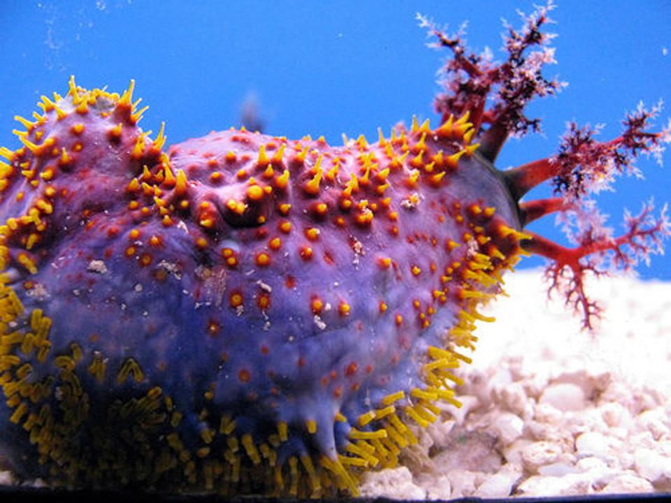 corals inverts - pseudocolochirus violaceus - sea apple stocking in 44 gallons tank - Sea Apple