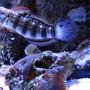 saltwater fish - amblygobius phalaena - dragon goby stocking in 44 gallons tank - Dragon Goby