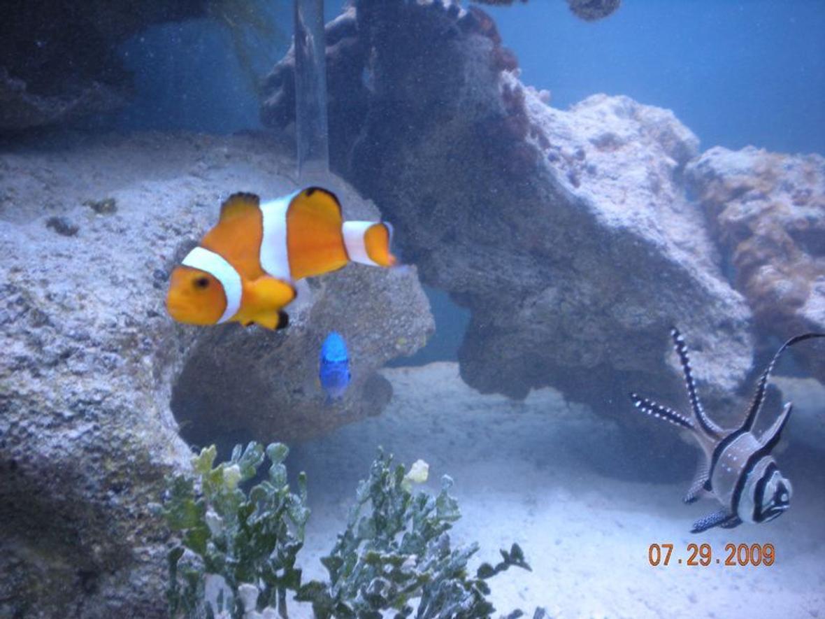 saltwater fish - amphiprion percula - true percula clownfish stocking in 90 gallons tank - "Food?"