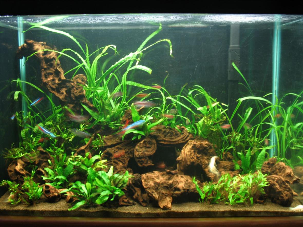 20 gallons planted tank (mostly live plants and fish) - deep congo. If you're going to vote 0, please don't vote.