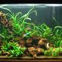 20 gallons planted tank (mostly live plants and fish) - deep congo. If you're going to vote 0, please don't vote.