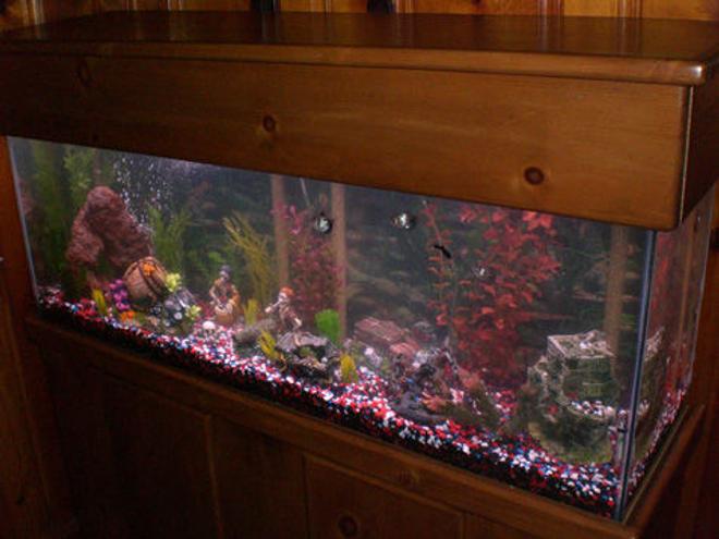55 gallons freshwater fish tank (mostly fish and non-living decorations) - The Pirate Theme