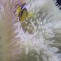 corals inverts - condylactis gigantea - condy anemone stocking in 90 gallons tank - awesome clown in anemone