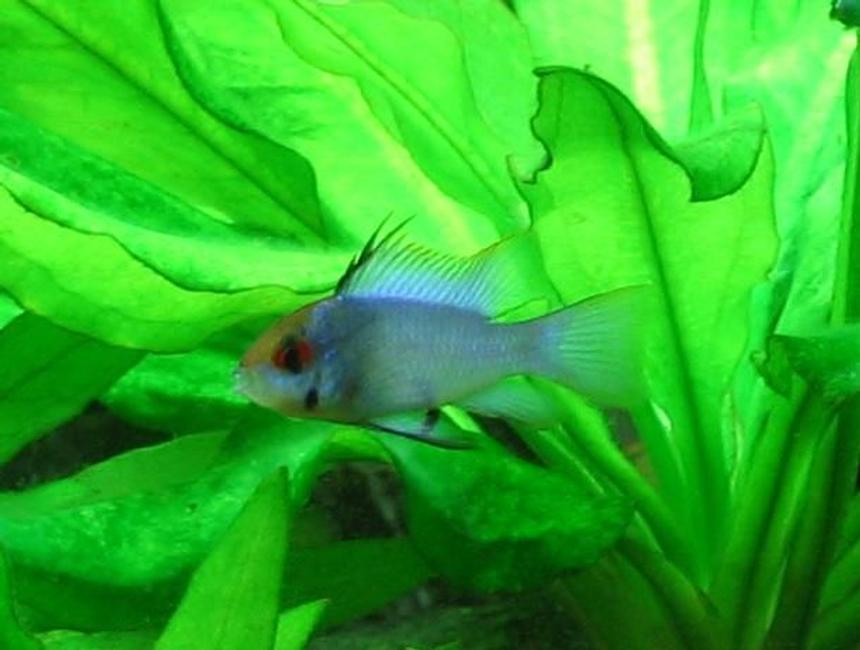 Rated #330: Freshwater Fish - Papiliochromis Ramirezi - Electric Blue Ram Stocking In 40 Gallons Tank - Electric Blue Ram