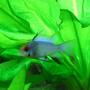 freshwater fish - papiliochromis ramirezi - electric blue ram stocking in 40 gallons tank - Electric Blue Ram