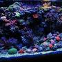 fish tank picture - 110 gallon reef corals lps sps and zoanthids this tank is being upgraded next week to a 144 gallon Oceanic 1/2 circle tank .