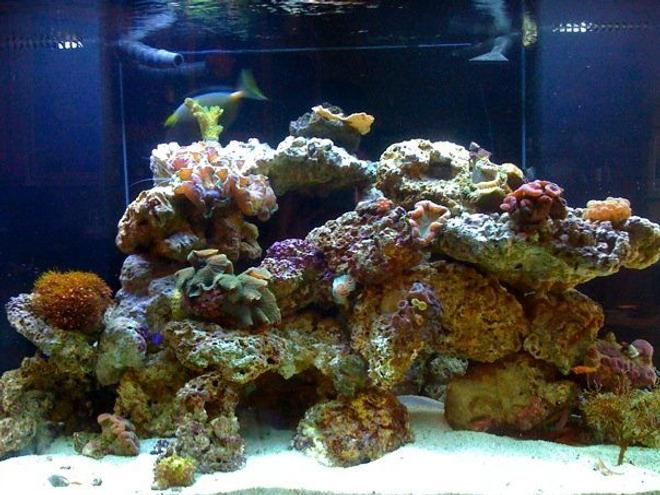 140 gallons reef tank (mostly live coral and fish) - 140 gallon reef tank 5 months old