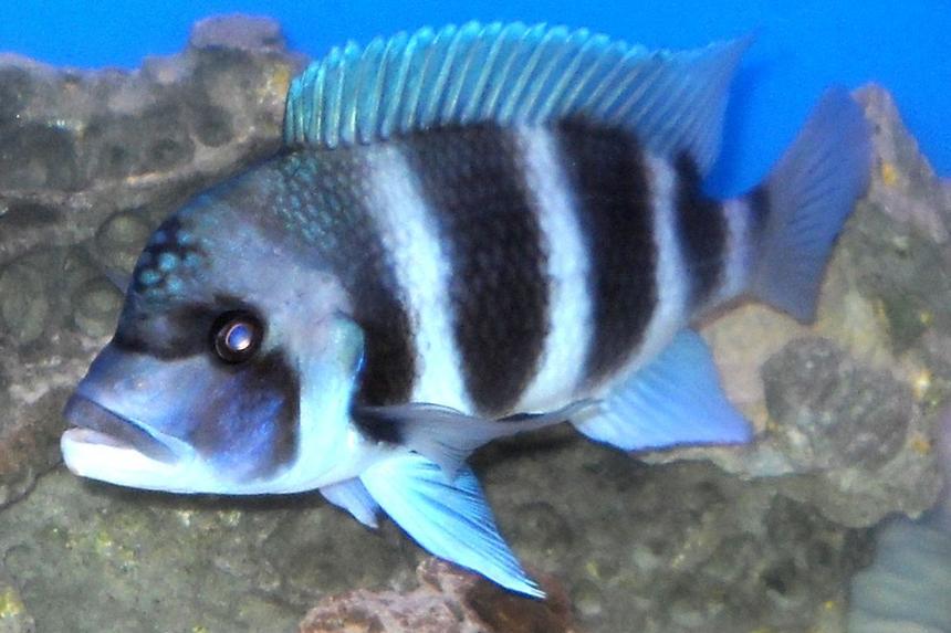 Rated #606: Freshwater Fish - Cyphotilapia Frontosa - Frontosa Cichlid Stocking In 120 Gallons Tank - Front, at 10 inces, male, his name is moto-moto!