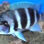 freshwater fish - cyphotilapia frontosa - frontosa cichlid stocking in 120 gallons tank - Front, at 10 inces, male, his name is moto-moto!