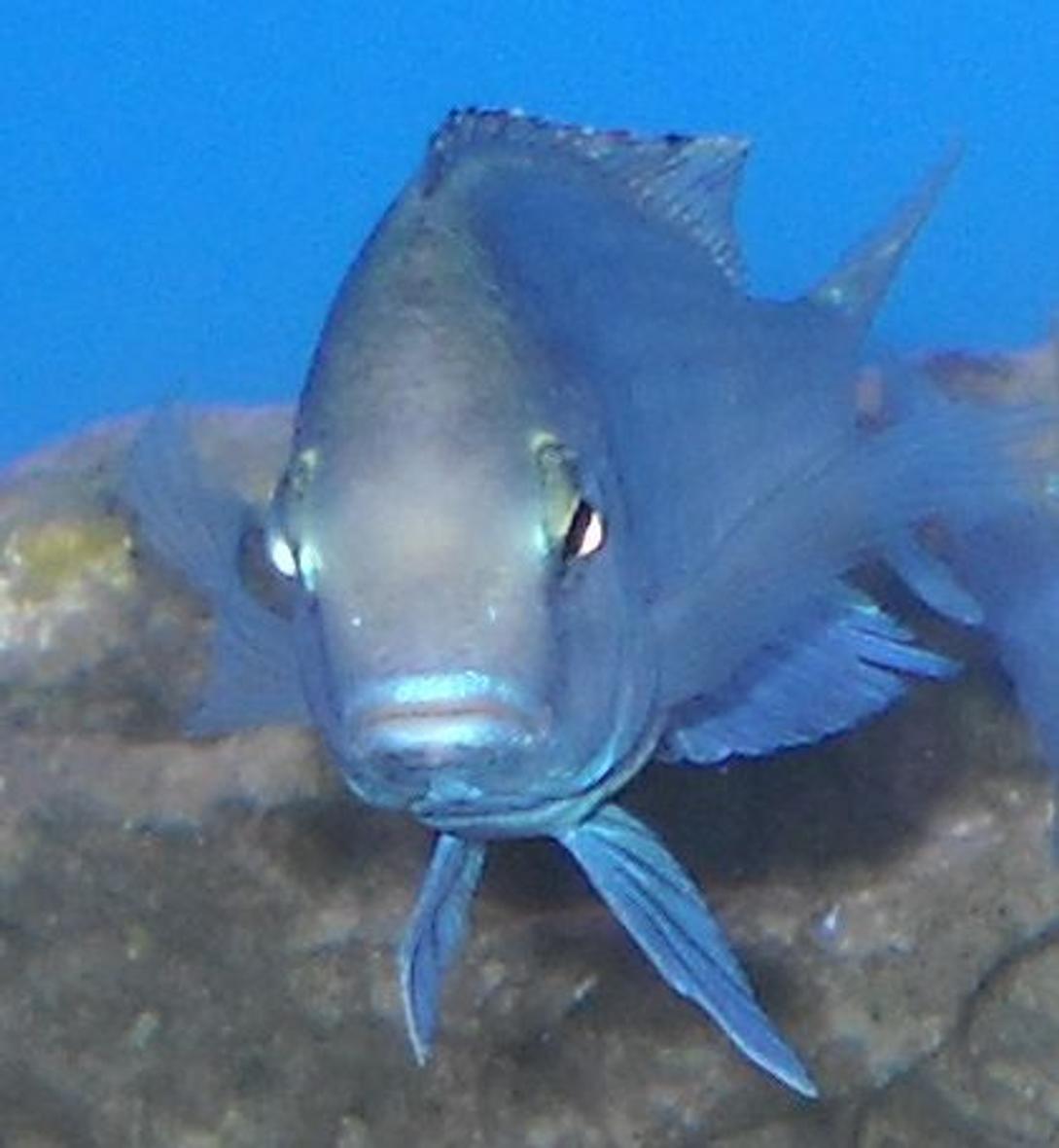 freshwater fish - cyrtocara moorii - blue dolphin cichlid stocking in 120 gallons tank - Dolphin, up close
