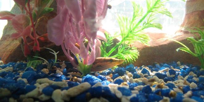 freshwater fish - mastacembelus armatus - tire track eel stocking in 70 gallons tank - Both my tiretracks came out to play, I managed to take this picture of one.