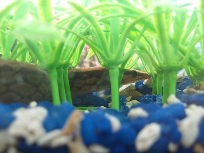 Rated #190: Freshwater Fish - Mastacembelus Armatus - Tire Track Eel Stocking In 70 Gallons Tank - Another picture I captured, I'm not sure if it's the same tiretrack as the other or my other one, they're so similar in size