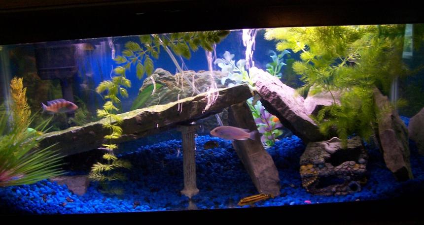 Rated #1783: 29 Gallons Freshwater Fish Tank - This is My 29 Gallon Cichlid tank i use slate rock for the decoration. i have 6 Cichlids total