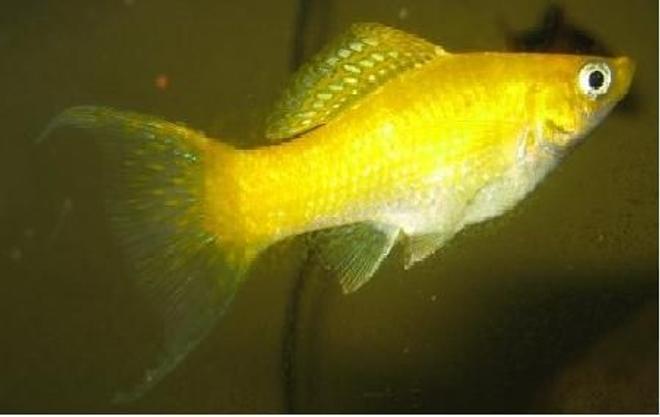 freshwater fish - poecilia velifera - platinum lyretail molly stocking in 20 gallons tank - cremecicle molly