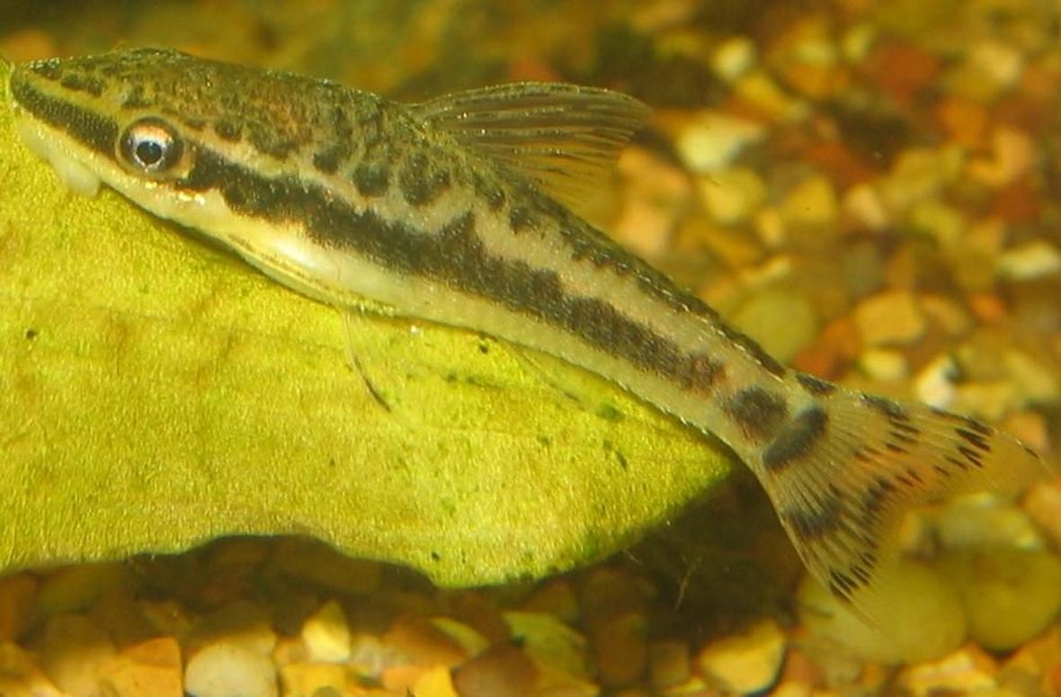 freshwater fish - otocinclus sp. - otocinclus catfish stocking in 20 gallons tank - ottocinclus