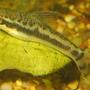 freshwater fish - otocinclus sp. - otocinclus catfish stocking in 20 gallons tank - ottocinclus