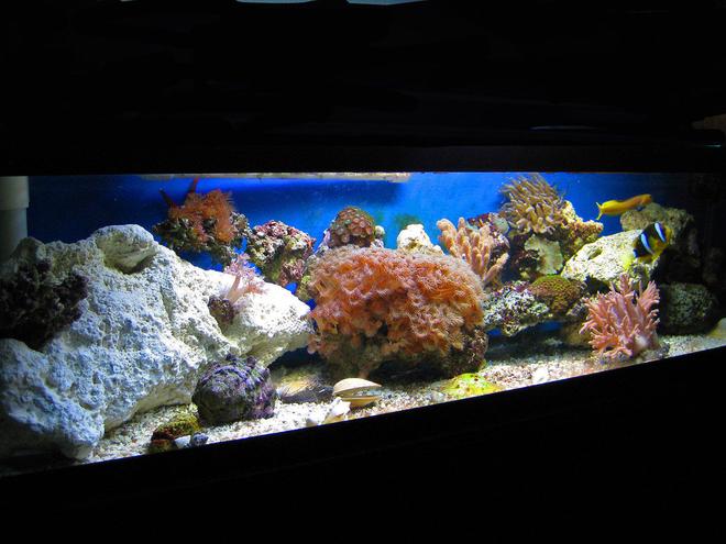 33 gallons reef tank (mostly live coral and fish) - 33 Gallon Reef