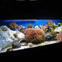 33 gallons reef tank (mostly live coral and fish) - 33 Gallon Reef